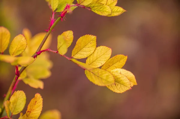 Ramo Com Folhas Outono Marrom Floresta — Fotografia de Stock