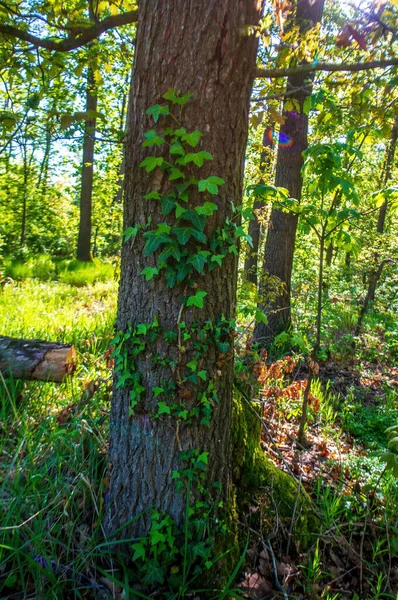 Гілка Зеленим Листям Плюща Лісі — стокове фото