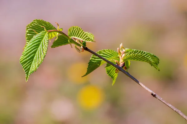 Branch Green Beech Leaves Forest — Fotografia de Stock