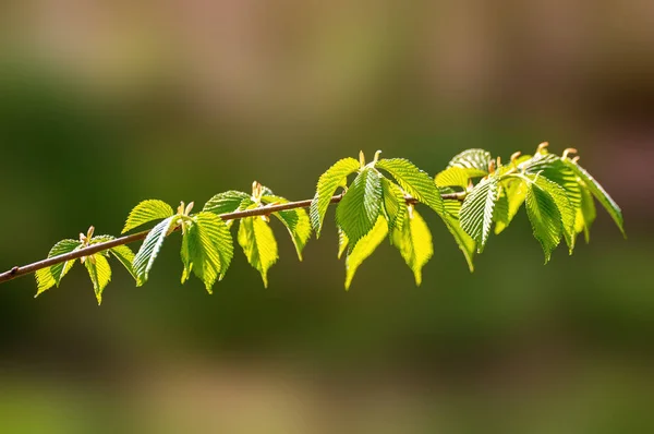 Branch Green Beech Leaves Forest — Stockfoto