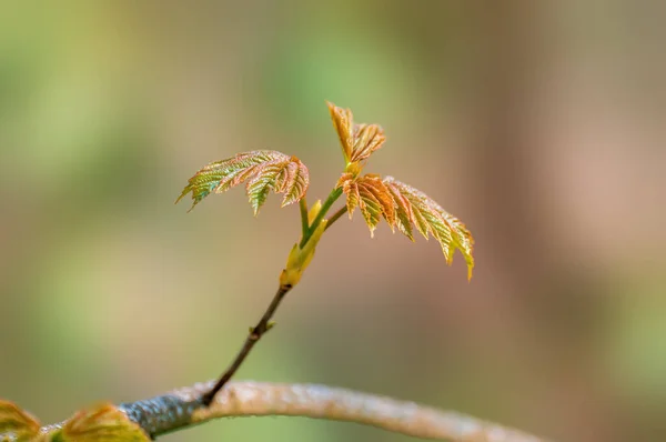 Una Rama Con Hojas Verdes Bosque —  Fotos de Stock