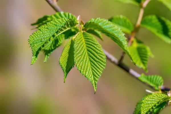 Ein Zweig Mit Grünen Buchenblättern Wald — Stockfoto