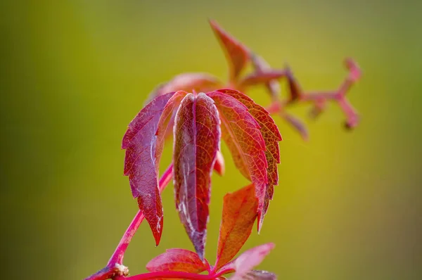 Ormanda Kızıl Sonbahar Yaprakları Olan Bir Dal — Stok fotoğraf