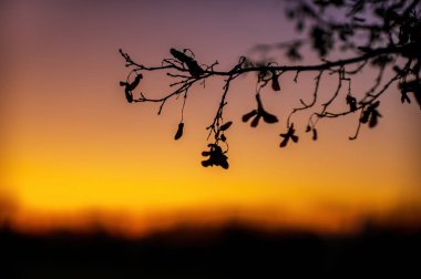 a branch of a maple tree in golden sulight