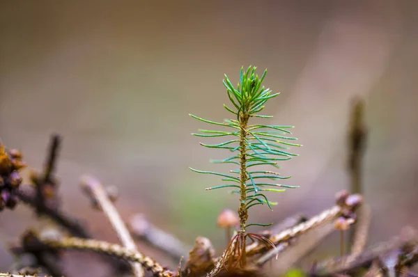 Ramo Com Broto Fresco Floresta Inverno — Fotografia de Stock