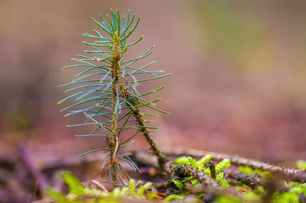 Una Rama Con Brotes Frescos Bosque Invierno —  Fotos de Stock