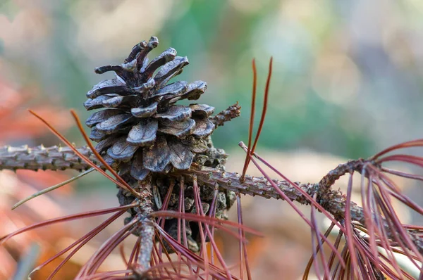 Branch Brown Cones Winter Forest — Fotografia de Stock