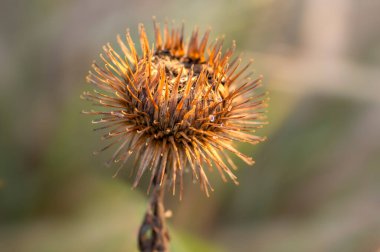 Sonbaharda bir dulavrat çiçeği