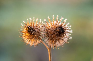 Sonbaharda bir dulavrat çiçeği