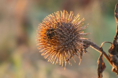 Sonbaharda bir dulavrat çiçeği