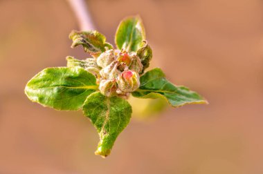 Elma ağacının dalında birkaç çiçek açar.