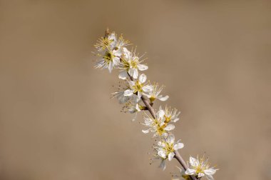 Bir erik ağacının dalında birkaç çiçek açar.