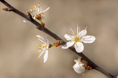Bir erik ağacının dalında birkaç çiçek açar.