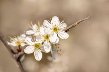 Bir erik ağacının dalında birkaç çiçek açar.