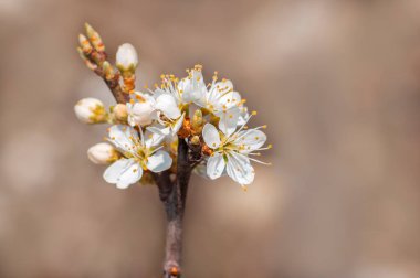 Bir erik ağacının dalında birkaç çiçek açar.