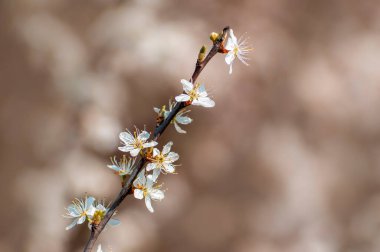 Bir erik ağacının dalında birkaç çiçek açar.