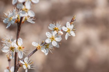 Bir erik ağacının dalında birkaç çiçek açar.