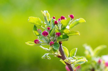 Elma ağacının dalında birkaç çiçek açar.