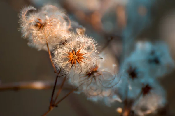 Withered Blossoms Meadow — Stock fotografie
