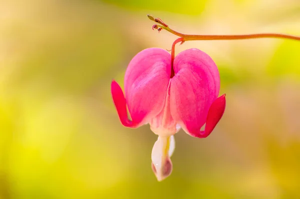 Pink Bleeding Heart Blossom Garden — Stock Photo, Image