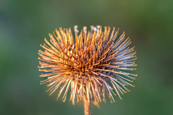 Blossom Burdock Autumn — Stock fotografie