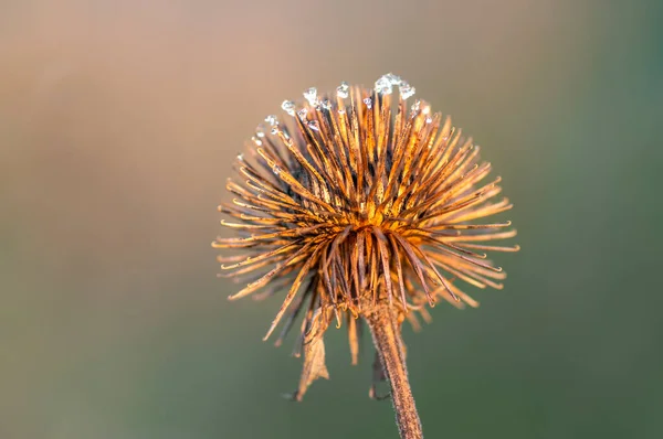 Blossom Burdock Autumn — Stock fotografie