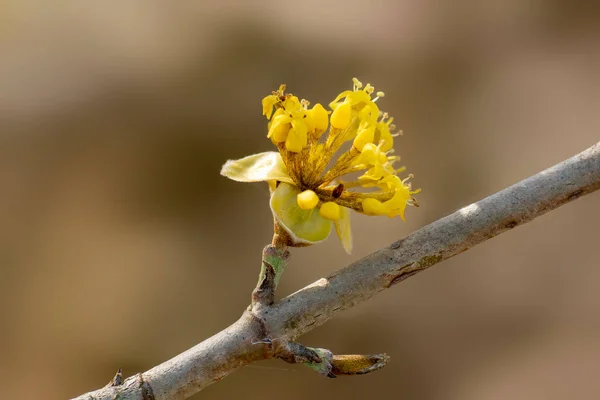Several Yellow Flowers Branch — Fotografia de Stock