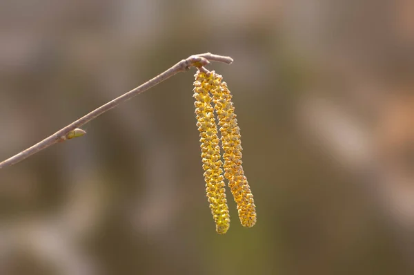 Bir Dalda Birkaç Kahverengi Fındık Çiçeği — Stok fotoğraf