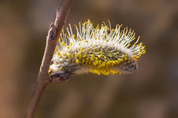 Several Blossoms Branch Willow Tree — Stockfoto