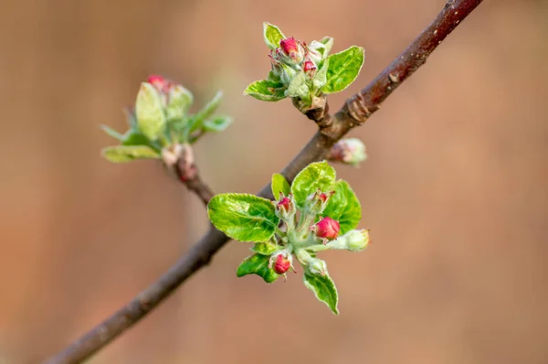 Several Blossoms Branch Apple Tree — Stock Photo, Image