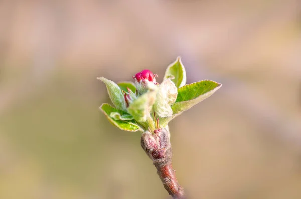 Several Blossoms Branch Apple Tree — Photo