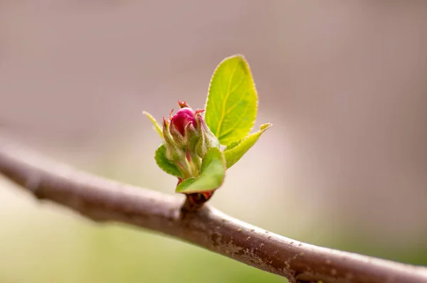 Several Blossoms Branch Apple Tree — 图库照片