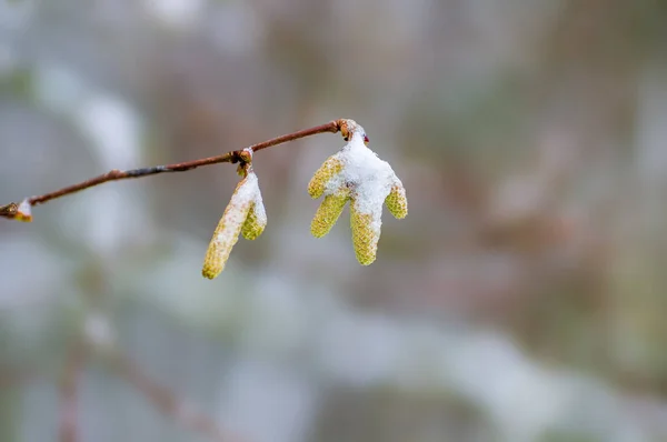 Several Brown Hazelnut Flowers Branch Winter — Foto de Stock