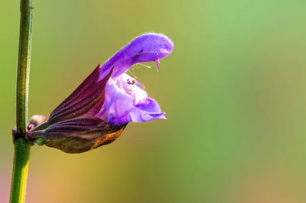 Purple Blossom Meadow — Photo
