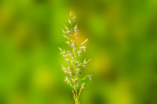 Green Blossoms Grass Summer — Photo