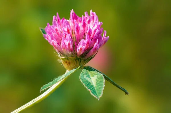Pink Clover Blossom Meadow — Stock Photo, Image