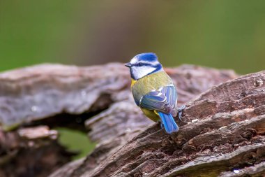 a blue tit sits on a branch
