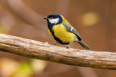 a great tit sits on a branch