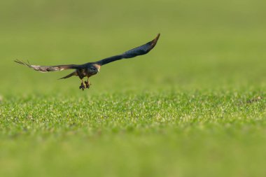 Bir akbaba yeşil bir arazide uçar.