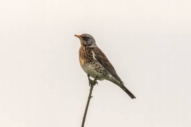 Bir dalda oturan bir alan.