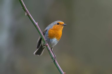 Bir nar bülbülü bir dala oturur