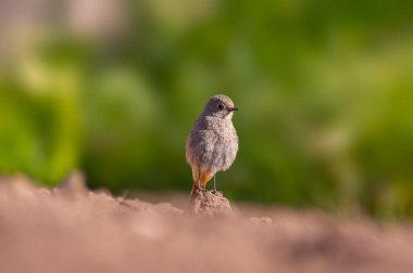 Dişi bir kızıl yeni sürülmüş bir tarlada yiyecek arıyor.