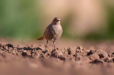 Dişi bir kızıl yeni sürülmüş bir tarlada yiyecek arıyor.