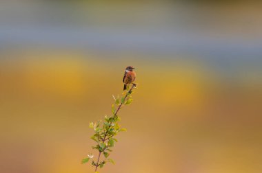 Dişi bir taş bir dala oturur ve yiyecek arar.