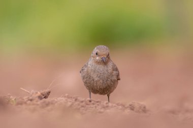 Dişi bir kızıl yeni sürülmüş bir tarlada yiyecek arıyor.