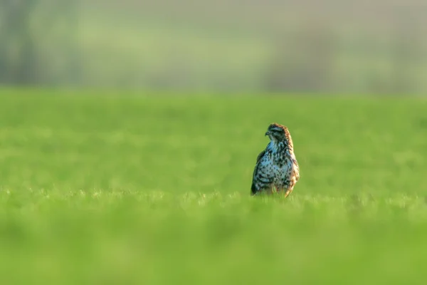 Ein Mäusebussard Sitzt Frühling Auf Einer Grünen Wiese — Stockfoto