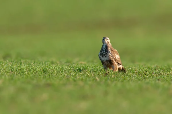 Ein Mäusebussard Sitzt Frühling Auf Einer Grünen Wiese — Stockfoto