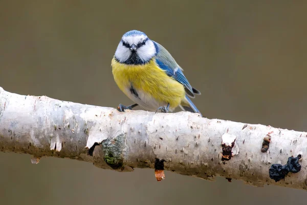 Blue Tit Sits Branch — 图库照片