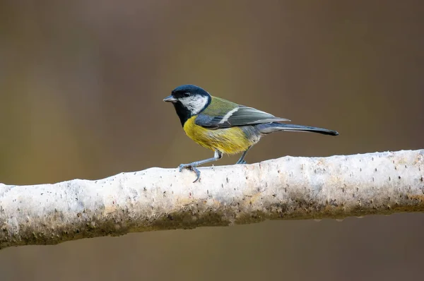 Great Tit Sits Branch —  Fotos de Stock