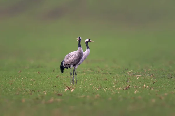 Two Cranes Stands Green Field — Foto Stock